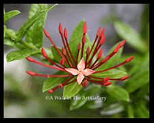 Tropical Photography - Island Art by Yotigo 